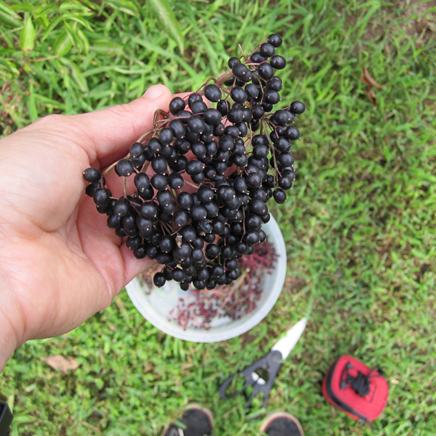 elderberries in TN