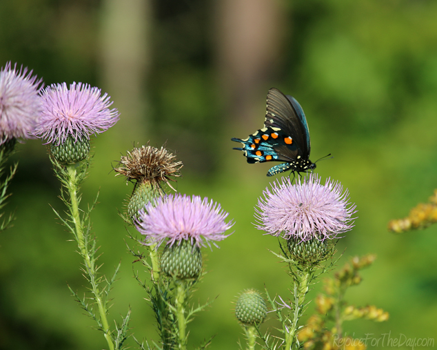 Thistles and Butterflies