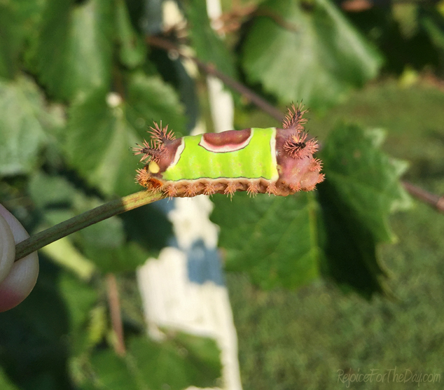 saddleback-caterpillar