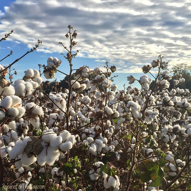 cotton-field-2016