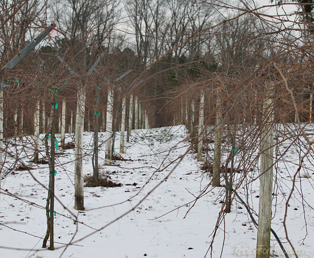 vineyard-in-winter