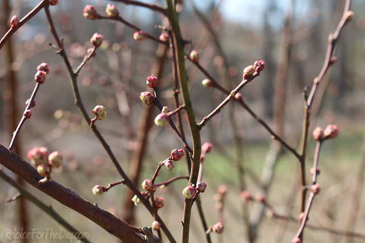 blueberry-buds