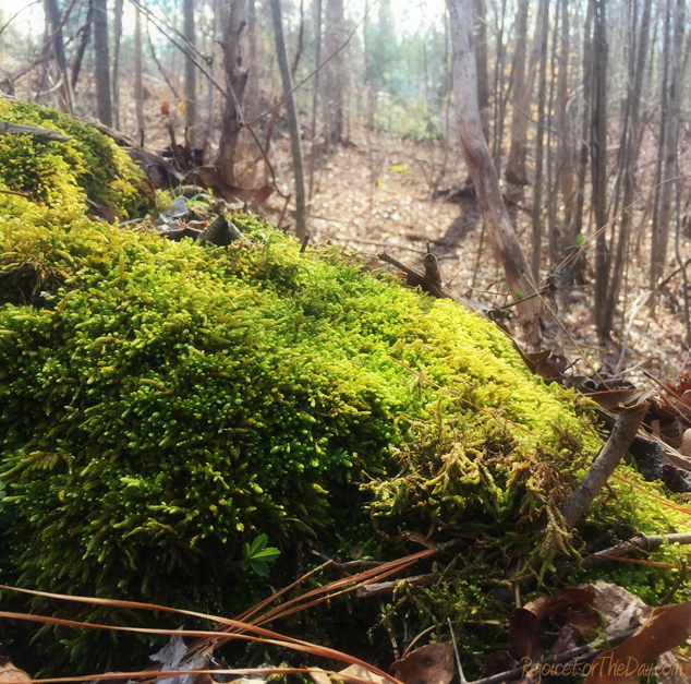 mossy-woods