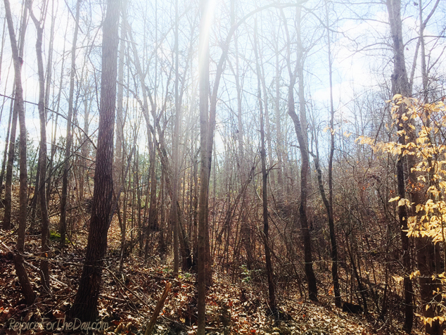 walking-in-the-woods-2