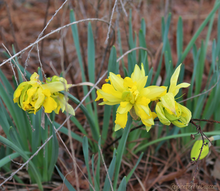 double-daffodils